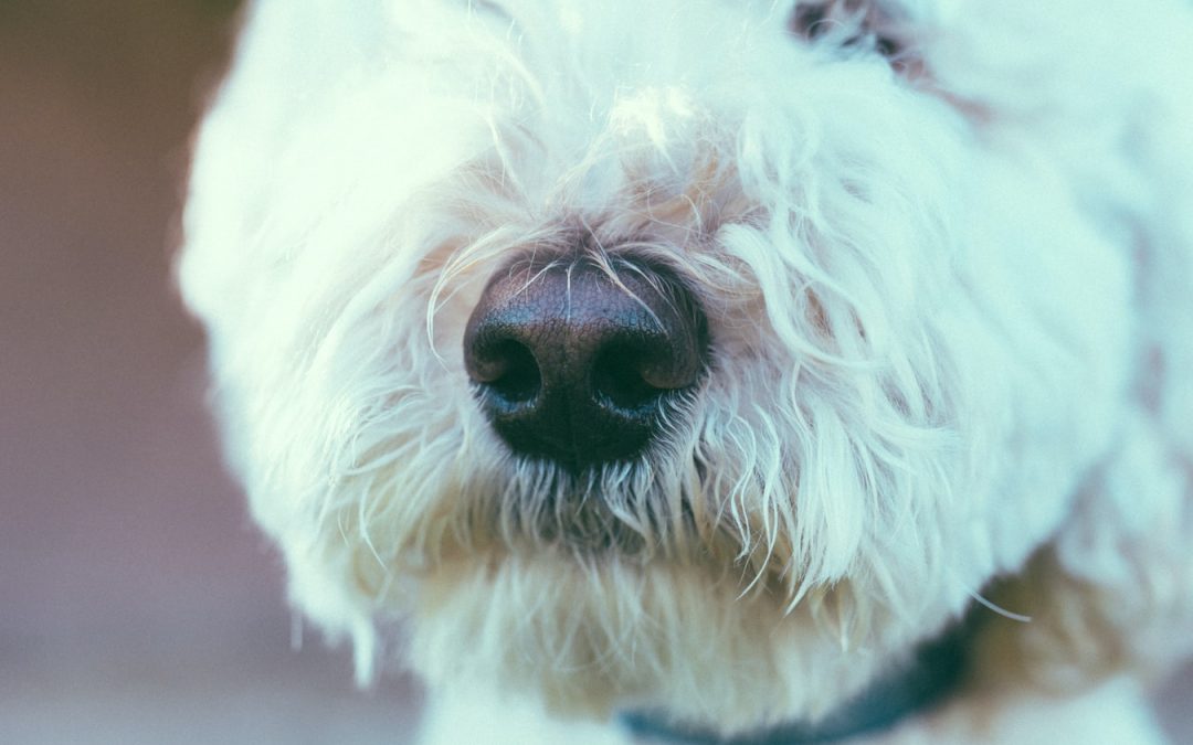Nose work – hunden tränar nosen